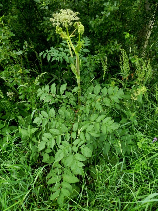 Angelica sylvestris - (niitty)karhunputki on monivuotinen, vankka, pysty ja tavallisesti noin 100-200 cm korkea ruoho. Se on alkuperäinen ja hyvin yleinen lähes koko maassa. Kasvupaikkoina ovat lähinnä lehtometsät, korvet, lettorämeet, vesistörannat, metsänreunat, niityt, entiset peltoalueet sekä kosteat pientareet ja ojat. EH, Hämeenlinna, Vuorentaka, Lakee, Hirsimäenkadun laitapiennar tien alittavan Myllyojan itäpuolella, 5.7.2011. Copyright Hannu Kämäräinen.