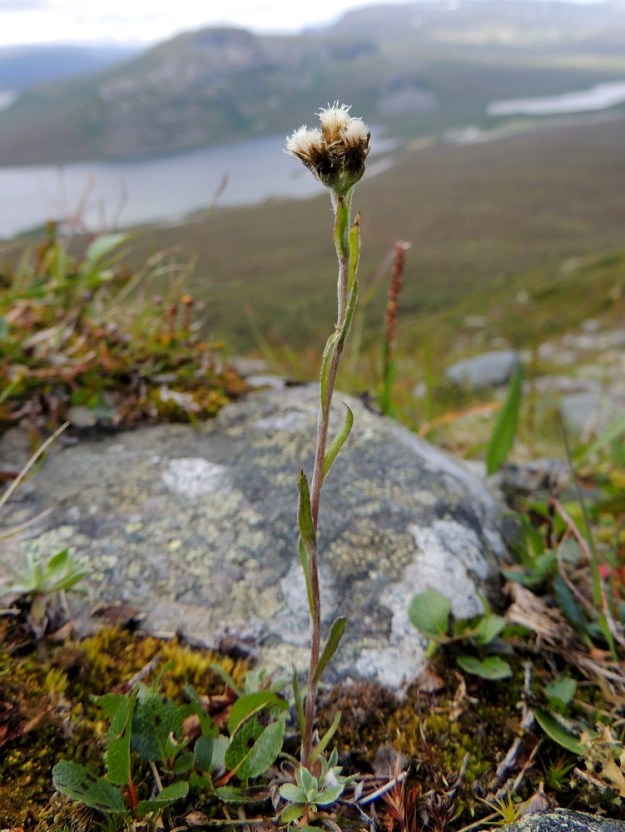 Antennaria canescens - harmaakissankäpälä on kaksikotinen, monivuotinen, pysty ja tavallisesti noin 5-20 cm korkea ruoho. Varsilehdet ovat kierteisesti, ja niitä on yleensä noin 5-11. Laji on kaksikotisuudesta huolimatta aikojen kuluessa kehittänyt itselleen apomiksin lisääntymistavan, eli emiyksilöt pystyvät tuottamaan itämiskykyisiä pähkylöitä ilman hedekasveista tulevaa siitepölyä. Tämän vuoksi uudet siementaimet ovat emokasviensa tarkkoja kopioita eli klooneja. Läheisten, suvuttomasti lisääntyvien kissankäpälälajien ryhmään kuuluvat harmaakissankäpälän ohella sitä yleisempi tunturikissankäpälä, A. alpina ja harvinaisempi kaljukissankäpälä, A. porsildii. EnL, Enontekiö, Kilpisjärvi, Saana, loiva luoteisrinne, lounaislaita laelle nousevan polun länsipuolella, tunturikangaspaljakka, 685 m mpy, 16.7.2013. Copyright Hannu Kämäräinen.