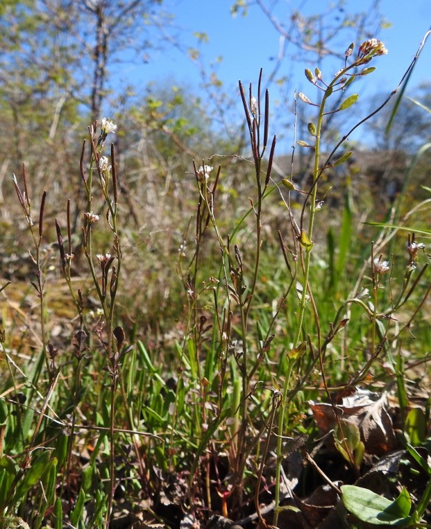 Cardamine hirsuta - mäkilitukka on ylitalvinen yksivuotinen, pysty, yksi- tai monivartinen ja tavallisesti noin 5-30 cm korkea ruoho. Kuvan oikeassa laidassa on seuralaisena vallikynsikkö, Drabella muralis. A, Lemland, Nåtö, biologisen aseman päärakennuksen ja luonnonsuojelualueen länsipuoli, rannan avokallioalue venevajojen kohdalla, 19.5.2025. Copyright Hannu Kämäräinen.