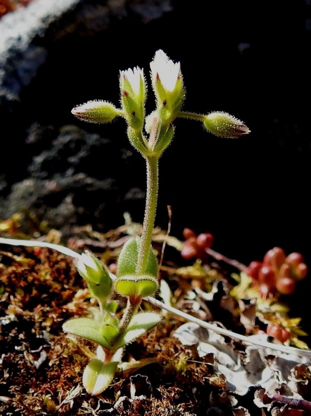 Cerastium glutinosum - tahmahärkin kukintansa aloittanut verso on aluksi vain muutaman sentin mittainen, mutta ensimmäinen tyvihaara on yleensä jo kehittymässä. Lajin tiheä ja verson kauttaaltaan kattava nystykarvoitus tulee sopivassa valaistuksessa hyvin esiin jo yksilön "naperoiässä". A, Lemland, Nåtö, saaren pohjoisosan itälaita, luonnonsuojelualue, Själskata, kallioisen niemekkeen rantaketo, 18.5.2025. Copyright Hannu Kämäräinen.