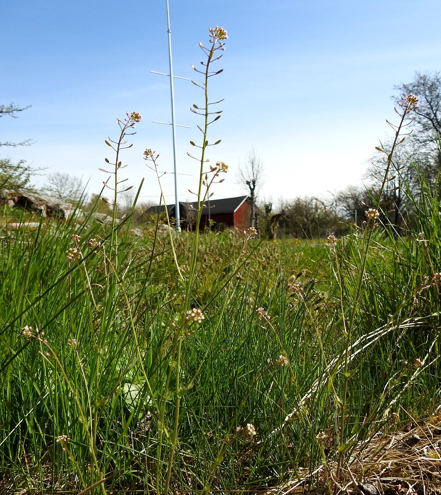 Drabella muralis - vallikynsikkö, aikaisemmalta nimeltään vallikynsimö, Draba muralis, on yksivuotinen, hoikka ja pysty ruoho, joka on useimmiten noin 15-35 cm korkea. Sen kasvupaikkoina ovat lähinnä kuivahkot, aurinkoiset kallio- ja ketoalueet. Laji on kalkinsuosija. A, Lemland, Nåtö, biologisen aseman päärakennuksen ja luonnonsuojelualueen länsipuoli, rannan avokallioalue venevajojen kohdalla, 18.5.2025. Koko kuvasarja on samalta kasvupaikalta. Copyright Hannu Kämäräinen.