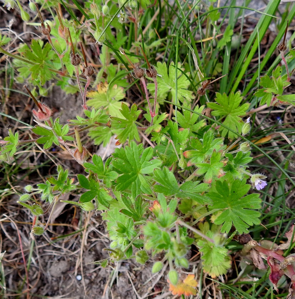 Geranium pusillum - pihakurjenpolvi on yksivuotinen tai ylitalvinen, yleensä monivartinen ja pysty, koheneva tai rento ruoho, joka on tavallisesti noin 5-30(-40) cm korkea tai pitkä riippuen kasvutavasta. Varret ovat lähes tyveltä alkaen haarovat ja vihreä- tai punertavasävyiset. EH, Hämeenlinna, Renko, keskusta, Rengonraitin varsi kirkkotarhan laitamuurin juurella, 23.6.2024. Copyright Hannu Kämäräinen.