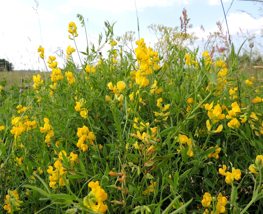 Lathyrus pratensis - niittynätkelmä on monivuotinen ja rento tai koheneva ruoho, joka elintilaa vallatessaan tukeutuu muihin ympärillään oleviin kasveihin. EH, Hämeenlinna, Vuorentaka, laaja peltoaukea, Hämeen Härkätien (tie 2855) varsi lähellä Perä-Tertin tien risteystä, 26.6.2013. Copyright Hannu Kämäräinen.