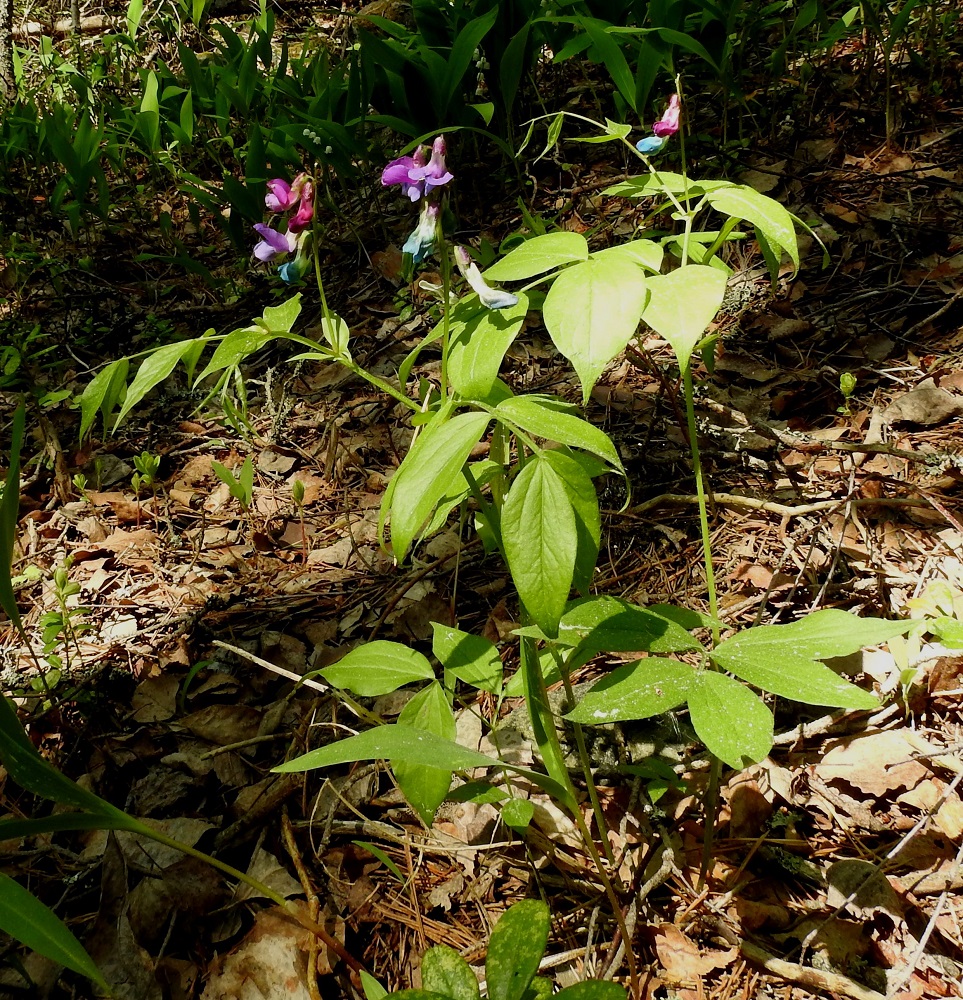 Lathyrus vernus - kevätlinnunherne on monivuotinen, pysty ja tavallisesti noin 20-40 cm korkea ruoho, jonka normaali kukinta-aika on touko- ja kesäkuussa. Se on suomalaisen ja tieteellisen nimensäkin mukaisesti sukunsa varhaisin kukkija. EH, Hämeenlinna, Pullerinmäki, Ahvenistonharju, harjumetsärinne hyppyrimäen tyvimontun pohjoispuolella, 10.6.2017. Copyright Hannu Kämäräinen.