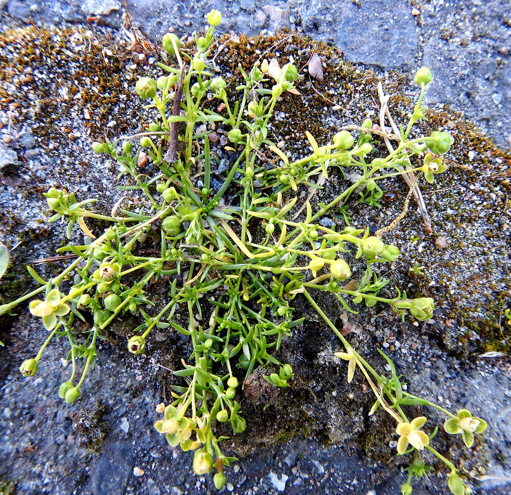Sagina procumbens - rentohaarikon huomatakseen pitää yleensä kumartua ja terävöittää katsettaan. Se on vaalean- tai kellanvihreä kukkiaan myöten ja kaikilta mitoiltaan vaatimaton. Varret levittäytyvät usein rentoina pitkin maata joka suuntaan ja kestävät hyvin tallausta. Kukat ovat yksittäin versojen ja versohaarojen kärjessä tai lehtihangoissa. Kukkaperä on hyvin ohut ja noin 5-30 mm pitkä kukinta- ja hedelmävaiheesta riippuen. EH, Hämeenlinna, Loimalahti, Hirsimäki, Näsiäntien varsi, päällysterako, 18.6.2020. Copyright Hannu Kämäräinen.