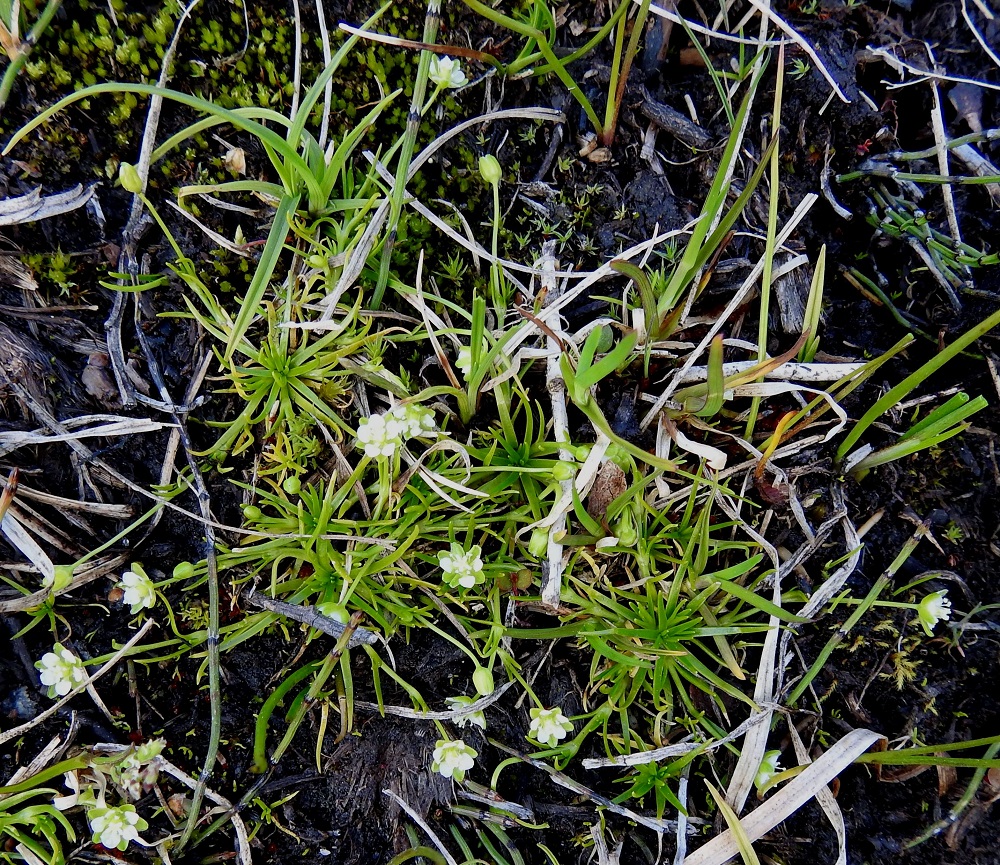 Sagina saginoides - tunturihaarikko on monivuotinen, löyhästi mätästävä, rönsytön ja vihreä ruoho. EnL, Enontekiö, Kilpisjärvi, Saanan kaakkoispään eteläpuolinen alarinne, monin paikoin sulamis- ja purovesistä märkäpohjainen varpupaljakka, pienen, hiipuvan purouoman laide kohdassa, jossa Saanaa kiertävän retkeilyreitin heikosti erottuva polku ylittää sen, 610-615 m mpy, 6.7.2025. Ellei toisin mainita, kuvat ovat tältä samalta kasvupaikalta. Copyright Hannu Kämäräinen.
