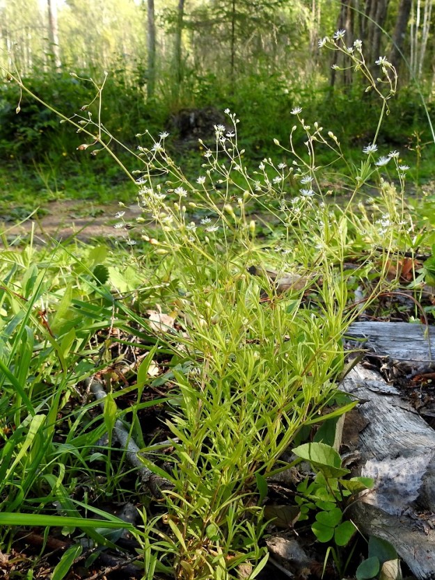 Stellaria longifolia - metsätähtimön varret nousevat lähellä maanpintaa suikertavista rönsyistä harvoina versostoina tai toisinaan kuvan tavoin tiheinä, pieninä kimppuina. Se on alkuperäinen laji kaikissa Suomen eliömaakunnissa ollen yleinen Oulun Pohjanmaan ja Kainuun eliömaakuntien linjalle saakka sekä harvinaisempi pohjoisemmassa. EH, Hämeenlinna, Vuorentaka, Lakeentien pohjoispäästä lähtevän pelto- ja metsätien laide hakkuuaukean kohdalla, 3.7.2019. Koko kuvasarja on samalta kasvupaikalta. Copyright Hannu Kämäräinen.