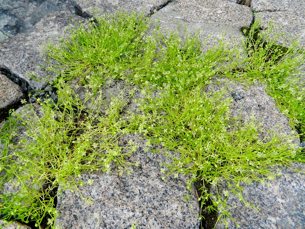 Sagina procumbens - rentohaarikko on alkuperäinen laji Suomessa. Se on yleinen lähes koko maassa aina Kittilän Lapin ja Sompion Lapin eliömaakuntiin saakka. Tulokkaana sitä on tavattu enenevässä määrin myös Enontekiön Lapin ja Inarin Lapin eliömaakunnista. Kasvupaikkoina ovat erilaiset kentät, tienvarret, pihat, joutomaat, viljelyalueet, rantojen avoimet paikat ja saaristoluodot. Elintilaksi riittää pienikin kallion, kiveyksen, seinustan ja päällysteen rako. EH, Hämeenlinna, keskusta, Raatihuoneen piha, 16.6.2012. Copyright Hannu Kämäräinen.