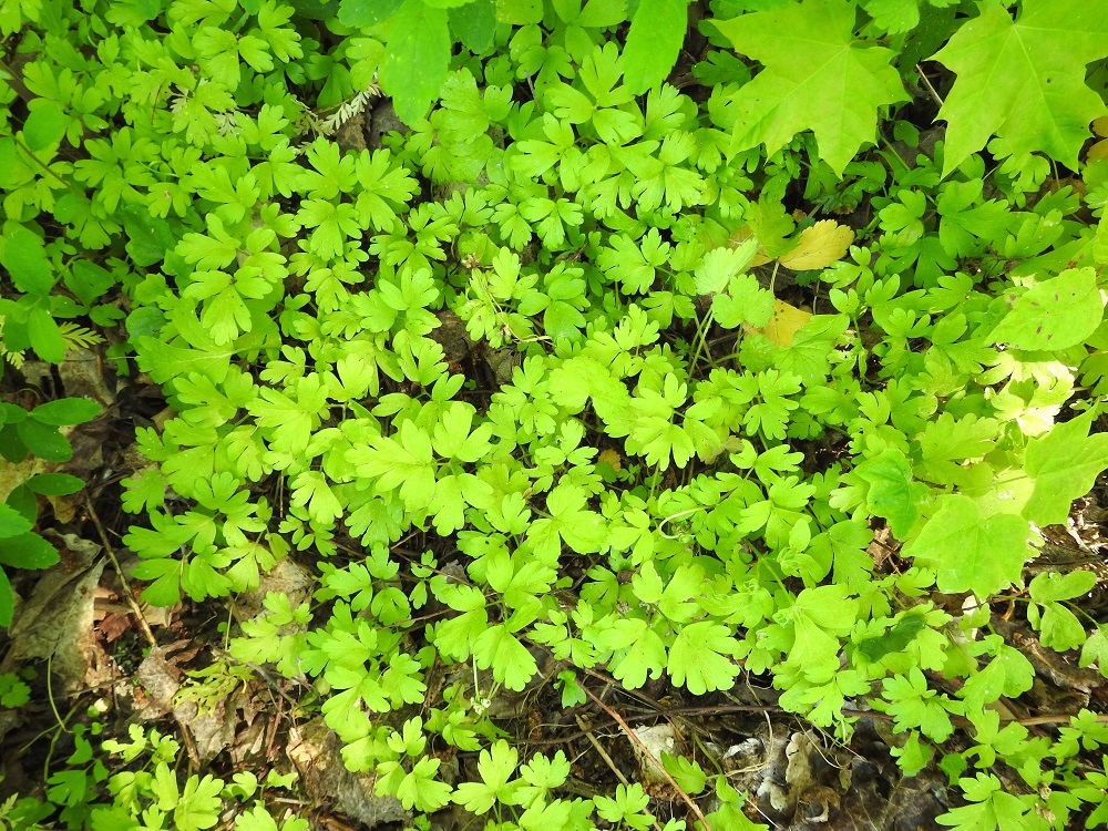 Adoxa moschatellina - (lehto)tesmayrtti on kauttaaltaan vaalean- tai kellanvihreä. Hyvillä kasvupaikoilla se voi siemennyksensä ja rönsyävän juuristonsa avulla luoda lähes peittävän lehtimaton. 1.6.2025. Copyright Hannu Kämäräinen.