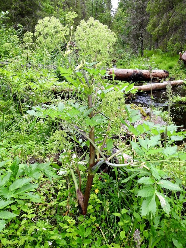 Angelica archangelica subsp. archangelica - pohjanväinönputken varsi on niukasti haarova, tanakka ja vihreä, harmaanvihreä, punaruskea tai sinipunainen. Koko kasvilla on hyvin pitkä käyttöhistoria rohdos-, mauste- ja vihanneskasvina. Nuoret versot, lehdet ja kukinnot soveltuvat mainiosti vihannesravinnoksi. Makeita varsia on syöty sellaisenaan tai muun ruoan osana, ja niistä on keitetty myös hilloa. Pohjanväinönputkea on myös viljelty Etelä-Suomea myöten erityisesti vankan juurensa vuoksi. Juuresta saadaan erityisesti aromaattisia öljyjä maustamiseen. Aikanaan se oli myös merkittävä rohdos, jolla yritettiin torjua Euroopassa laajasti kuolemaa aiheuttaneita ruttoa ja isorokkoa sekä monia muita lievempiä sairauksia. 20.7.2023. Copyright Hannu Kämäräinen.