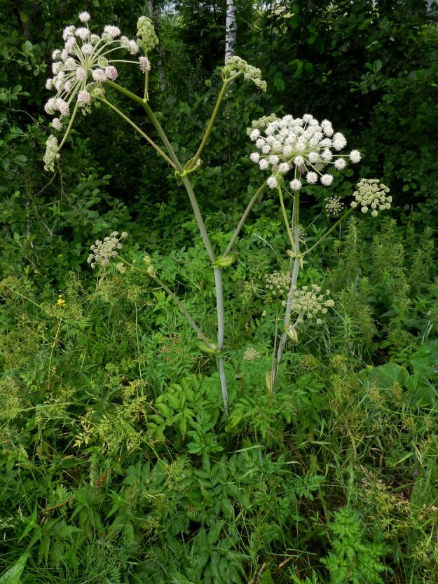 Angelica sylvestris - (niitty)karhunputken varsi on niukasti haarova, tanakka, jopa yli 2 cm paksu ja liereä sekä ontto mutta nivelten kohdalta täyteinen. Se on aika usein vihreä tai harmaanvihreä. EH, Hämeenlinna, Vuorentaka, Lakee, Hirsimäenkadun laitapiennar tien alittavan Myllyojan itäpuolella, 5.7.2011. Copyright Hannu Kämäräinen.