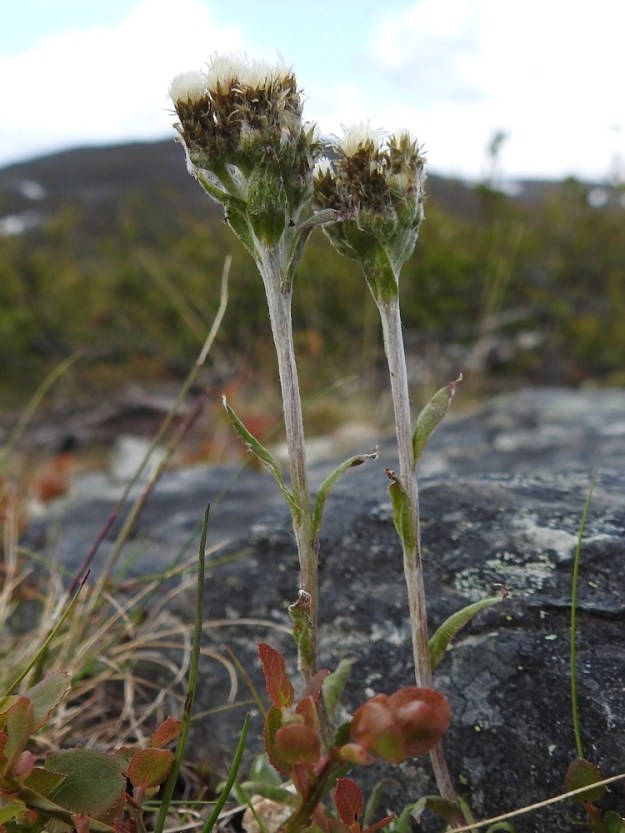 Antennaria canescens - harmaakissankäpälän varsi on haaraton, harmaanvihreä tai punaruskea ja liereä sekä tiheästi vaalean vanukekarvainen ja nystykarvaton. Varsilehdet ovat ruodittomat, kapeansuikeat, ehytlaitaiset ja useimmiten noin 10-15 mm pitkät sekä leveimmältä kohtaa noin 1-2 mm leveät. Ne ovat vihreät tai harmaanvihreät, runsaahkosti karvaiset ja usein myös vanukkeiset. Ylempien varsilehtien kärjessä on ruskea ota. EnL, Enontekiö, Kilpisjärvi, Saanan luoteisrinne, alapaljakan tunturikangas, rinteen poikki kohti Saanajärveä vievän polun vierus, 655 m mpy, 4.7.2025. Copyright Hannu Kämäräinen.
