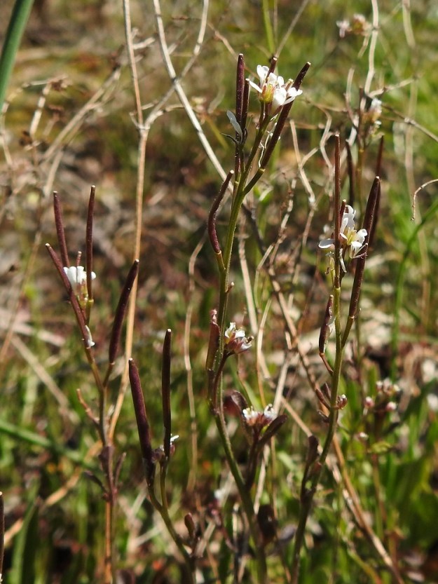 Cardamine hirsuta - mäkilitukan varsi on haaraton tai haarova, vihreä tai vaihtelevasti punaruskea ja usein lähes kalju. A, Lemland, Nåtö, biologisen aseman päärakennuksen ja luonnonsuojelualueen länsipuoli, rannan avokallioalue venevajojen kohdalla, 19.5.2025. Copyright Hannu Kämäräinen.