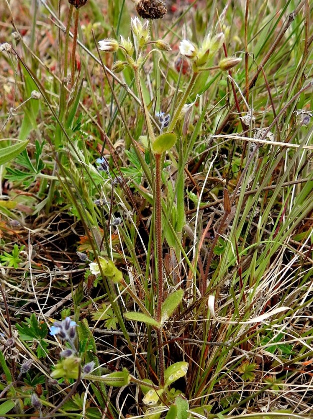 Cerastium glutinosum - tahmahärkki on ylitalvinen, yksivuotinen ruoho, jonka kukintovarret ennen runsasta haaroittumista ovat pystyt ja alle 10 cm:n korkuiset. A, Eckerö, Skag, Kråkskärin länsilaita, avoin, laakean tasainen rantakallioalue Skagvägenin pikkutien pohjoispään tasalla, avointen kalliopintojen väliset sammal- ja ruohikkolaikut, 23.5.2025. Ellei toisin mainita, kuvat ovat tältä samalta kasvupaikalta. Copyright Hannu Kämäräinen.