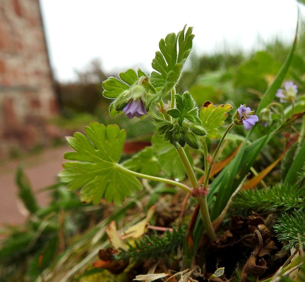 Geranium pusillum - pihakurjenpolvi aloittaa kukintansa usein jo toukokuun loppupuolella ja voi jatkaa sitä syyskuulle saakka. Varsilehdet ovat kierteisesti tai varren haaroittumiskohdissa vastakkain. Alimpien varsilehtien ruoti on enimmillään noin 10 cm pitkä ja lyhenee latvaa kohti. Ylimmät varsilehdet ovat lähes ruodittomat. A, Hammarland, Kattby, kirkkotarha, kirkon eteläsivu, tukimuurilla pengerretyn nurmialueen reuna, 22.5.2025. Copyright Hannu Kämäräinen.