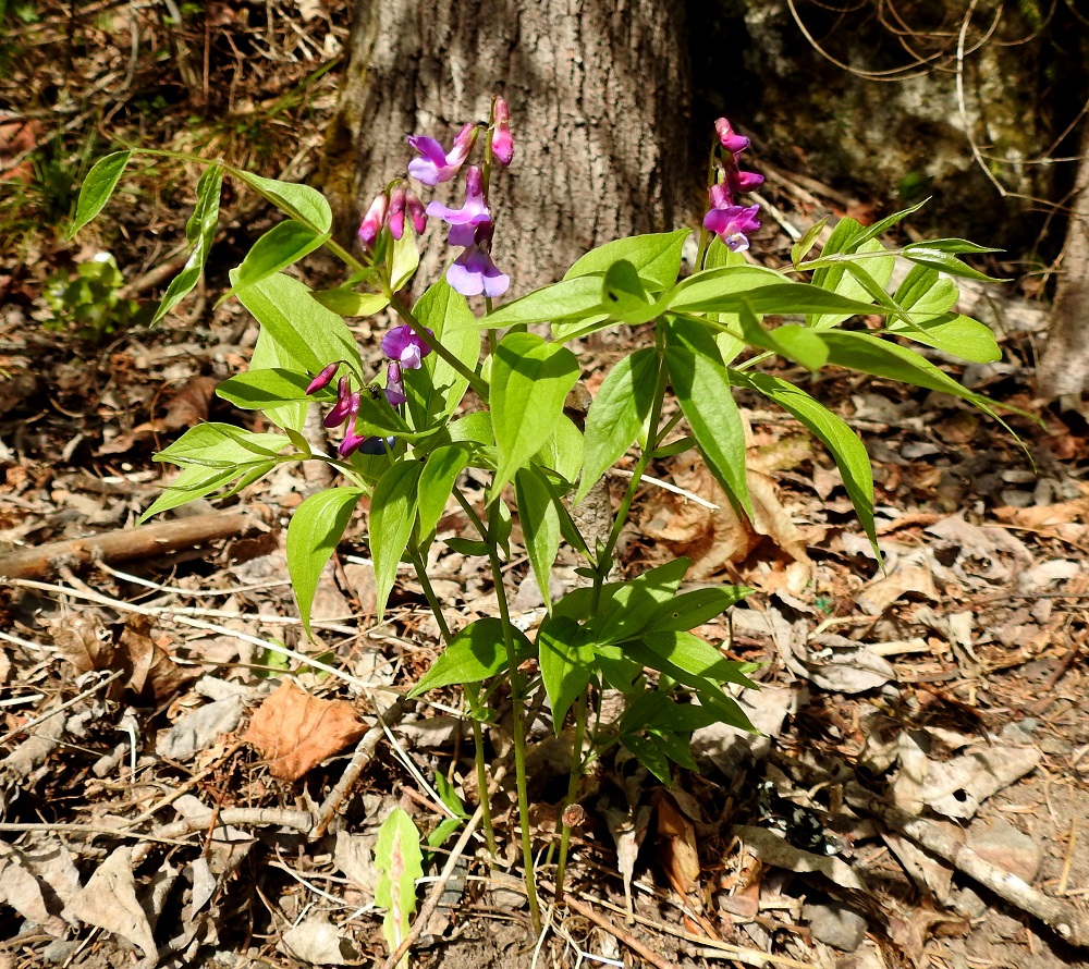 Lathyrus vernus - kevätlinnunherne on yksi- tai monivartinen. Varret ovat haarattomat tai toisinaan yläosastaan haarovat, tyviosastaan lehdettömät ja siipipalteettomat. Ne ovat ohuudestaan huolimatta lehtevää ja kukkivaa latvaa ryhdikkäästi pystyssä kannattelevat. Kevätlinnunruoho poikkeaakin parin lähilajinsa kanssa sukunsa yleisestä linjasta siinä, että sen lehtien kärjestä puuttuvat tarttumakärhet, joilla nätkelmät yleensä tukevat itsensä naapurilajeihin. Kuvan kasvupaikalla tukinaapurustoa ei toki olisi ollutkaan. EH, Hämeenlinna, Ruununmyllyn ja Luhtialan raja-alue, Aulangontorppa, Aulangonjärven itäpää, jyrkähkösti nousevan Käärmekallion alueen kaakkoispää, metsän ja luonnonsuojelualueen etelälaita, 13.5.2018. Copyright Hannu Kämäräinen.