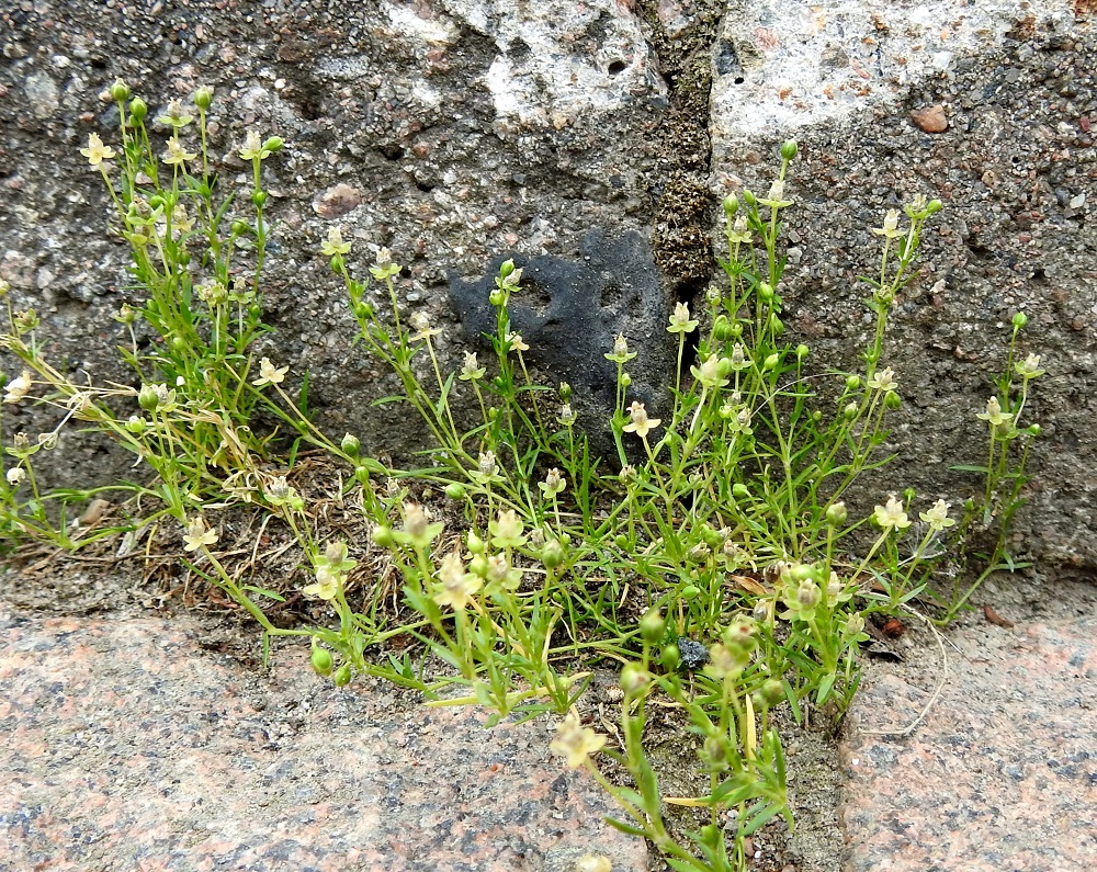 Sagina procumbens - rentohaarikon varret ovat vähemmän tallatulla alueella myös tyveltä kohenevat. Ne ovat tavallisesti noin 3-10 cm pitkät. Siementaimien lisäksi laji levittäytyy myös kasvullisesti varsien nivelkohdista juurehtimalla. EH, Hämeenlinna, keskusta, Raatihuoneen piha, 29.6.2020. Copyright Hannu Kämäräinen.