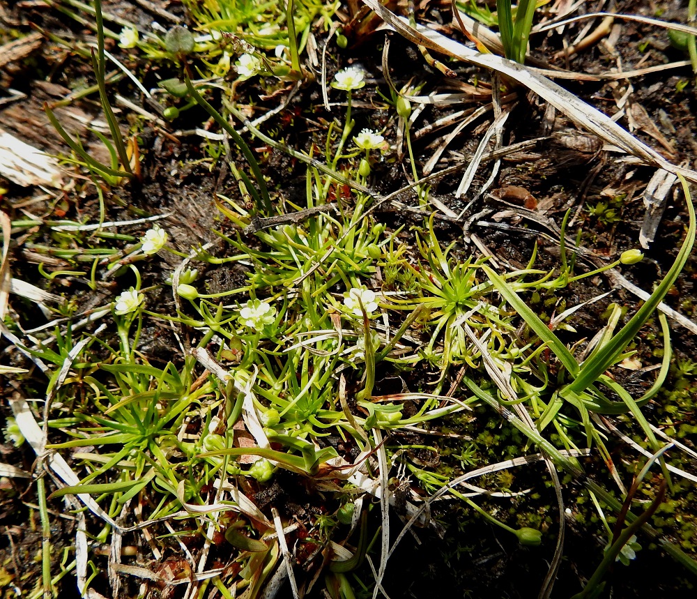 Sagina saginoides - tunturihaarikkoyksilöt muodostavat pieniä, tiiviitä ja tyviruusukkeellisia tuppaita, jotka ryhmittyvät usein lähekkäin. 6.7.2025. Copyright Hannu Kämäräinen.