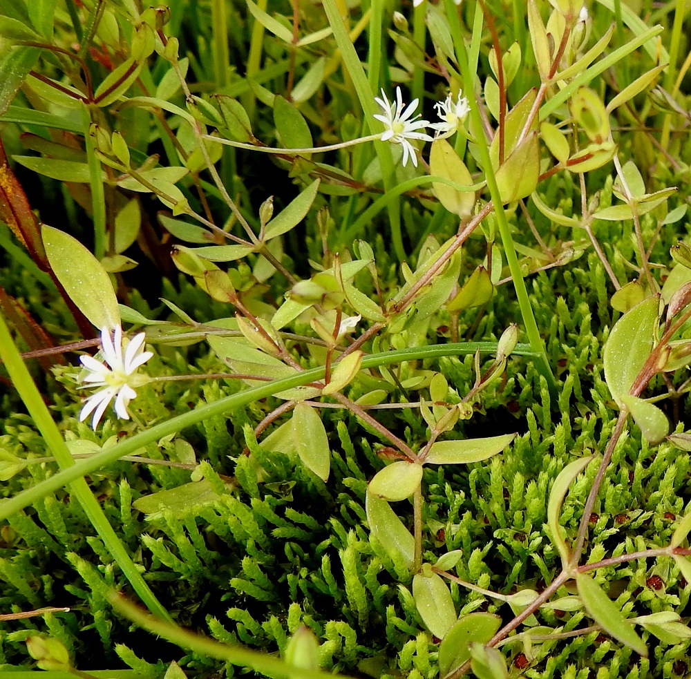 Stellaria crassifolia - lettotähtimön kukinto on vähäkukkainen. Kukat ovat haarojensa kärjessä yksittäin, tai ne ovat haaroissaan noin kahden tai kolmen kukan lehtihankaisena viuhkona. Kukat ovat kaksineuvoiset ja kukkiessaan pystyt, yläviistot tai siirottavat. Kasvutapa voi olla hyvinkin rento, jolloin varret ja haarat ovat aika ristikkäisenä ja sekavana ryhmänä. 7.7.2025. Copyright Hannu Kämäräinen.