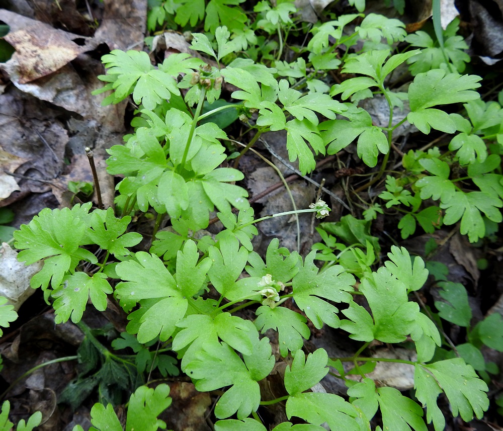 Adoxa moschatellina - (lehto)tesmayrtin kukintovarsi on haaraton, aluksi pysty ja tavallisesti noin 8-15 cm korkea. 1.6.2025. Copyright Hannu Kämäräinen.