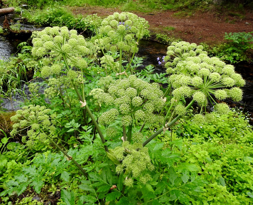 Angelica archangelica subsp. archangelica - pohjanväinönputken kukinto on varren ja haarojen kärjessä oleva, laaja ja pallomainen kerrannaissarja, joka on kehitysvaiheestakin riippuen läpimitaltaan useimmiten noin 10-17 cm. Suvun toisella lajilla, karhunputkella, A. sylvestris, pääsarjat ovat useimmiten kupumaiset tai puolipallomaiset. 20.7.2023. Copyright Hannu Kämäräinen.