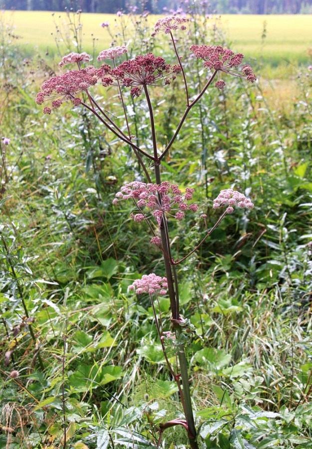 Angelica sylvestris - (niitty)karhunputken varsi on usein myös vaihtelevasti punertavasävyinen. Toisinaan myös kukinnot ovat huomattavan punasävyiset. Kasvimuotojen aikakaudella punaiset yksilöt saivat muotonimekseen f. roseopurpurea. EH, Janakkala, Virala, Myllynkylä, Koivikon tila, peltoalueella olevan ladon vierus, 31.7.2010. Copyright Hannu Kämäräinen.