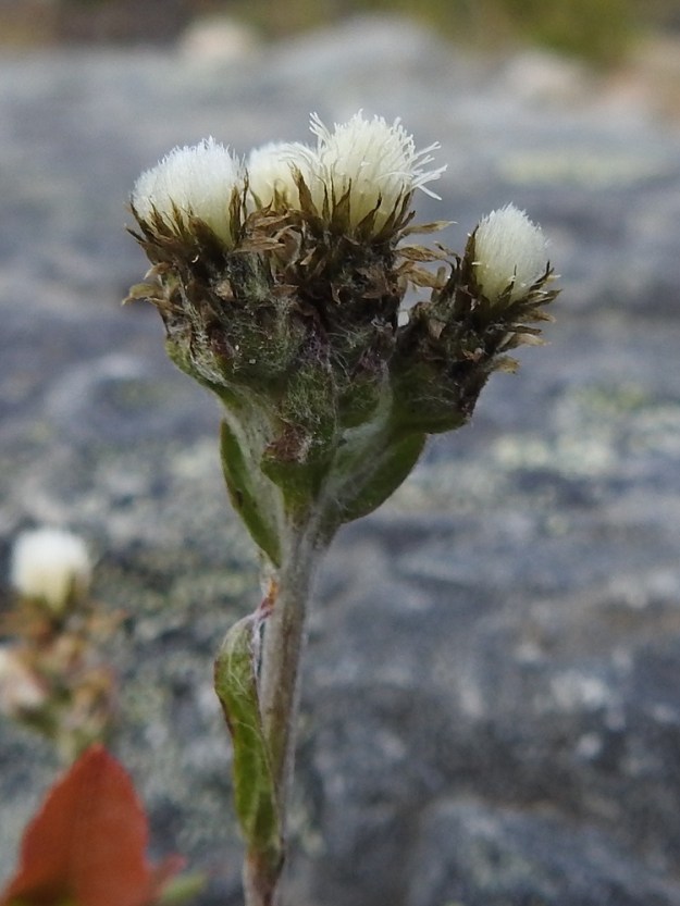 Antennaria canescens - harmaakissankäpälän kukinnot muodostuvat kukkamaisista mykeröistä, jotka ovat hyvin tiheänä, suppeana ja tasahuiskilomaisena ryhmänä varren kärjessä. Mykeröitä on huiskiloissa yleensä kolmesta seitsemään. Mykeröperä on varren tavoin karvainen ja useimmiten noin 1-7 mm pitkä. Toisinaan alimmat perät voivat olla selvästi pitempiäkin. Perän tyvellä on ylimpien varsilehtien kaltainen, tukilehtimäinen pikkulehti. Mykeröstön leveys on tavallisesti noin 10-15 mm. Kukintomykerö on noin 6-8 mm pitkä. Se on emiyksilöissä pitkulainen ja noin 3-4 mm leveä sekä hyvin harvinaisissa hedeyksilöissä maljamainen, noin 5-6 mm leveä. EnL, Enontekiö, Kilpisjärvi, Saanan luoteisrinne, alapaljakan tunturikangas, rinteen poikki kohti Saanajärveä vievän polun vierus, 655 m mpy, 4.7.2025. Copyright Hannu Kämäräinen.