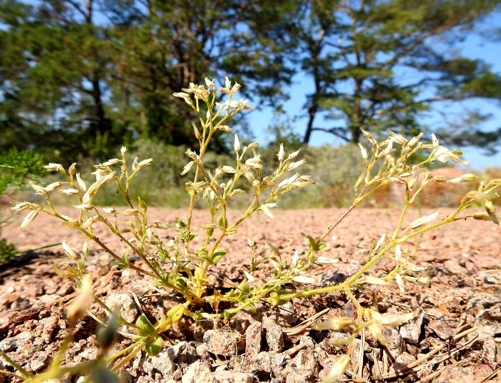 Cerastium glutinosum - tahmahärkki on yleissävyltään vaalean- tai kellanvihreä. Lähilaji, mäkihärkki, C. semidecandrum, on yleissävyltään harmahtavanvihreä. Kasvun edetessä tahmahärkin tyveltä versoo yhä uusia, kohenevia ja joka taholle suuntautuvia varsia, jotka haarovat toistuvasti. Kasvukauden lopulla, jolloin haarojen ylimmätkin kukat ovat jo hedelmävaiheessa, yksilöiden pituus voi yltää 15 cm:iin saakka. Kukattomat tyvivesat puuttuvat. A, Eckerö, Skag, Kråkskärin länsilaita, tasainen rantakallioalue Skagvägenin pikkutien pohjoispäässä, kahden rantavajan välinen alue, rantaan vievän hiekkatieuran laide, 21.6.2023. Copyright Hannu Kämäräinen.