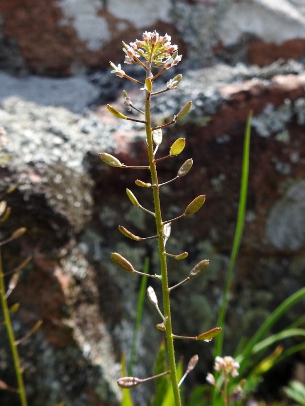Drabella muralis - vallikynsikön kukinto on varren ja haarojen latvassa oleva terttu, joka harsuuntuu ja pitenee kukinnan edetessä jopa 10-15 cm pitkäksi. Samaan aikaan, kun tertun kärkiosa kukkii, alemmat osat ovat jo hedelmävaiheessa. Lopulta tertun osuus voi olla jopa puolet kasvin kokonaispituudesta. 18.5.2025. Copyright Hannu Kämäräinen.