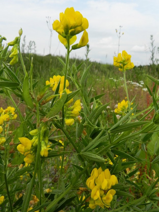 Lathyrus pratensis - niittynätkelmän normaali kukinta-aika yltää kesäkuusta elokuuhun. Kasvustoissa on samaan aikaan yhä uusia, nuppuisia ja täydessä kukassa olevia kukintoja sekä kehittyviä hedelmiä. Varsien rentoutta laji paikkaa tehokkaasti lehdissä olevilla kärhillä, jotka kietoutuvat tiukalle rullalle kohtaamansa tuen ympärille. Jos sopivia tukirankoja ei läheltä löydy, niittynätkelmä rakentaa kohoavan tukiverkoston omista varsistaan ja lehdistään. EH, Hämeenlinna, Majalahti, Louhoksentien varren maanläjitysalue, kaakkoispää, vanhan täyttöalueen tasattu, niityksi muuttunut lakialueen laita, 8.7.2012. Copyright Hannu Kämäräinen.