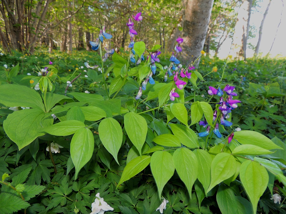 Lathyrus vernus - kevätlinnunherneen kukinto on pitkäperäinen terttu, jossa on yleensä kolmesta kymmeneen kukkaa. Tertut sijaitsevat latva-alueen lehtihangoissa. Ne ovat kukkiessaan tavallisesti noin 2-6 cm pitkiä ja noin 2,5-3 cm leveitä. Kukintoperä on noin 3-6 cm pitkä. Kukkien teriö on aluksi punainen, pian sinipunainen ja lopulta sininen. Kuvassa seuralaisina ovat mm nemorosa, sudenmarja, Paris quadrifolia ja taustalla pähkinäpensas, Corylus avellana. A, Jomala, Ramsholm, valkovuokko, Anemone luonnonsuojelualue, niemen eteläpää, kaakkoisrannan lehtoniitty, 25.5.2013. Copyright Hannu Kämäräinen.