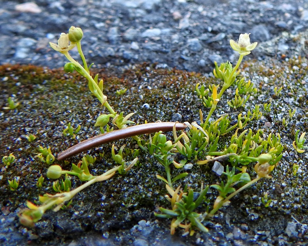 Sagina procumbens - rentohaarikko on pääasiassa itsepölytteinen ja yksilöt tuottavat runsaasti siemeniä. Kuvan nuoren yksilön ympärilläkin on lukuisa määrä siementaimien ruusukkeita. EH, Hämeenlinna, Loimalahti, Hirsimäki, Näsiäntien varsi, päällysterako, 18.6.2020. Copyright Hannu Kämäräinen.
