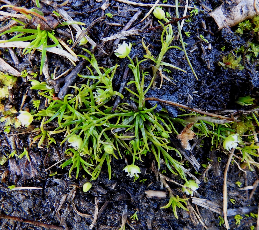 Sagina saginoides - tunturihaarikon varret ovat tyvestä haarovat, kukinta-aikaan yleensä vain noin 2-4 cm pitkät, rennot tai tyveltä kohenevat ja juurehtivat. 6.7.2025. Copyright Hannu Kämäräinen.
