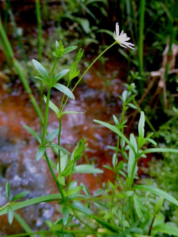 Stellaria crassifolia - lettotähtimön nimimuunnoksella, pohjanlettotähtimöllä, var. crassifolia, kasvutapa on usein koheneva tai pysty. Kuvassa etualalla on vähän hämäävästi seuralaisena ristikkäislehtinen rantamataran, Galium palustre, kukaton verso. Kn, Vaala, Neittävä, Kiiskeroisentien länsipuolella oleva Likainen-niminen lampi, lammen kapea eteläpää, luonnonsuojelualue, 11.7.2015. Copyright Hannu Kämäräinen.