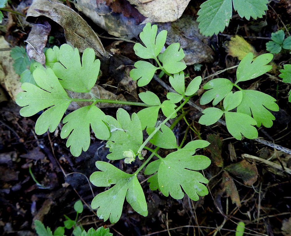 Adoxa moschatellina - (lehto)tesmayrtin verson tyvellä on yhdestä neljään mutta yleisimmin kaksi ruodillista aluslehteä. Ruoti on särmikäs ja useimmiten noin 4-8 cm pitkä. Aluslehtien lapa on yhdestä kahteen kertaa kolmilehdykkäinen, tavallisesti noin 2,5-6 cm pitkä ja leveimmältä kohtaa noin 3-8 cm leveä. Päälehdykkäkolmikon ruodit ovat lehtilavan koosta riippuen noin 0,5-3 cm pitkät. Päälehdykät ovat noin 1,5-3,5 cm pitkät ja leveät. Kärkilehdykkä on useimmiten kahta sivulehdykkää hieman kookkaampi. 1.6.2025. Copyright Hannu Kämäräinen.