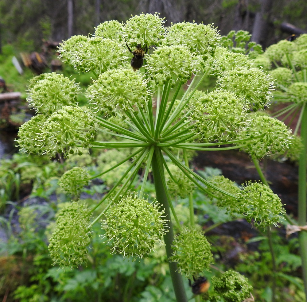 Angelica archangelica subsp. archangelica - pohjanväinönputken pikkusarjat ovat pallomaisia, yleisväriltään vihreitä ja läpimitaltaan noin 15-25 mm. Niiden perä on noin 4-7 cm pitkä. 20.7.2023. Copyright Hannu Kämäräinen.