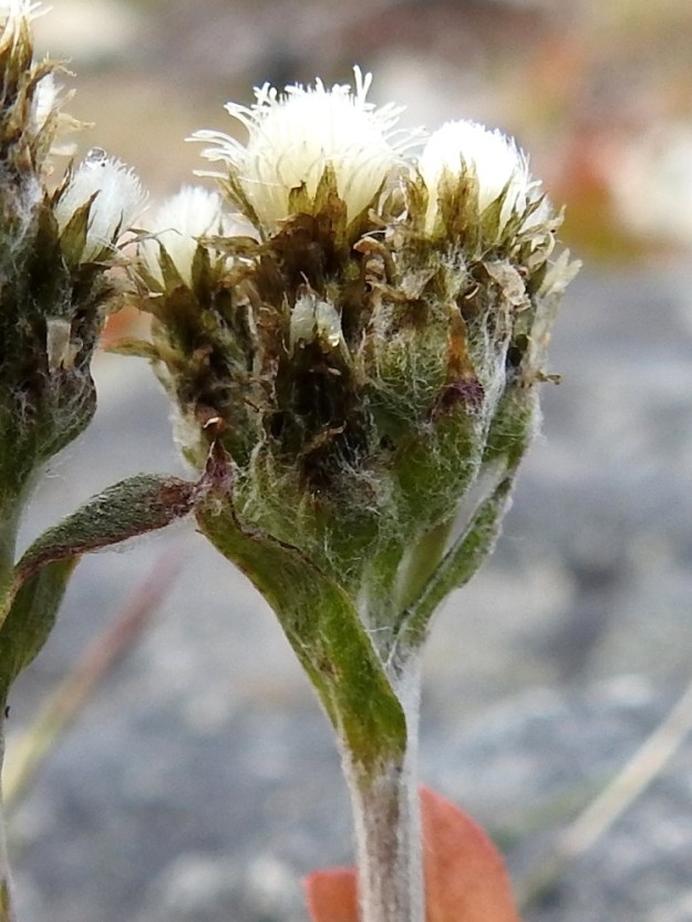 Antennaria canescens - harmaakissankäpälän mykerön uloimman kerroksen muodostavat pienet ylälehdet eli kehtosuomut, joita on kukinnon ympärillä useimmiten neljästä kuuteen kerrosta. Kehtosuomut ovat kaksiosaiset. Alaosa on tasasoukka, vihreä tai ruskehtava ja tiheästi lähinnä villakarvainen. Yläosa on kalvomainen, usein risareunainen ja vihertävänruskea tai vaaleanruskea - tummanruskea. Emimykeröissä se on suikea ja suippokärkinen sekä hedemykeröissä soikean kielimäinen ja pyöreähköpäinen. Sisimpien suomujen kärkiosa on muita kapeampi. Kehtosuomut ovat tavallisesti noin 3-7 mm pitkät ja leveimmältä kohtaa noin 1-2 mm leveät. EnL, Enontekiö, Kilpisjärvi, Saanan luoteisrinne, alapaljakan tunturikangas, rinteen poikki kohti Saanajärveä vievän polun vierus, 655 m mpy, 4.7.2025. Copyright Hannu Kämäräinen.
