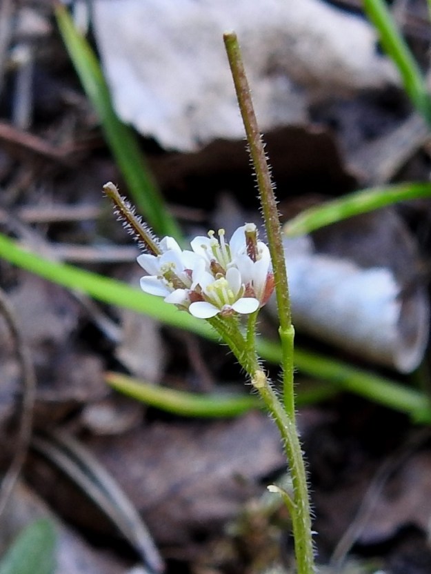 Cardamine hirsuta - mäkilitukan kukinnot ovat varren ja haarojen kärjessä terttumaisesti. Kukat ovat tukilehdettömät. Kukkaperä on parhaassa kukintavaiheessa noin 1,5-2 mm pitkä ja kalju tai karvainen. Teriö on valkoinen ja yleensä noin 3-5 mm leveä. Terälehtiä on ristikkäisesti neljä. Ne ovat vastapuikeat, pyöreäpäiset ja kapeatyviset sekä tavallisesti noin 2,5-3 mm pitkät ja leveimmältä kohtaa noin 1-1,5 mm leveät. Heteitä on useimmiten neljä. Sikiäin on kehänpäällinen ja kapean lieriömäinen. Huomaamattoman vartalon kärjessä on pyöreä ja nappimainen luotti. Karvaisilla yksilöillä siirottava karvoitus yltää hedelmälituihin saakka. A, Lemland, Nåtö, eteläosa Hemvikenin pikkujärven (sulkeutuneen merenlahden) kohdalla, pieni avokallioalue Järsövägenin varrella olevan kioskirakennuksen luona, 19.5.2025. Copyright Hannu Kämäräinen.