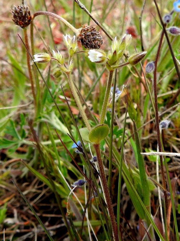 Cerastium glutinosum - tahmahärkin varret ovat liereät ja usein parhaaseen kukinta-aikaan ainakin alemmista nivelväleistään punaruskeat. Kuvassa ovat seuralaisina mm. heinäratamo, Plantago lanceolata ja mäkilemmikki, Myosotis ramosissima. 23.5.2025. Copyright Hannu Kämäräinen.