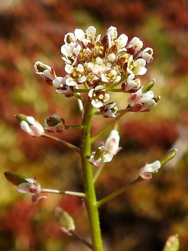 Drabella muralis - vallikynsikön kukat ovat tukilehdettömät. Kukkaperä on parhaassa kukintavaiheessa noin 1-3 mm pitkä. Teriö on valkoinen ja tavallisesti noin 2,5-3,5 mm leveä. 18.5.2025. Copyright Hannu Kämäräinen.