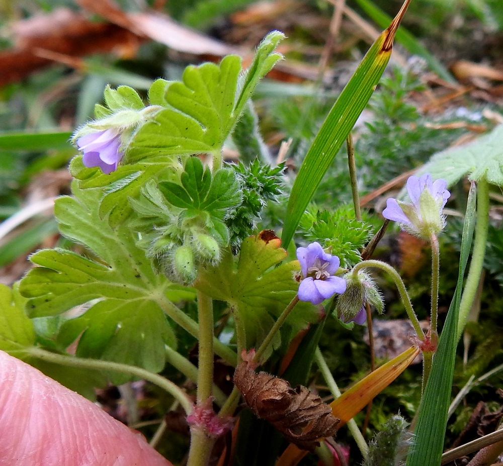 Geranium pusillum - pihakurjenpolven kukkien teriö on vaalean sinipunainen, kun se lähilajilla, pehmytkurjenpolvella, G. molle, on vaaleanpunainen. Lehtikorvakkeet ovat vihreät, ruskehtavat tai kuvan tavoin punasävyiset, kapean kolmiomaiset tai suikeat ja karvareunaiset sekä noin 1,5-3 mm pitkät ja leveimmältä kohtaa noin 0,5-1 mm leveät. A, Hammarland, Kattby, kirkkotarha, kirkon eteläsivu, tukimuurilla pengerretyn nurmialueen reuna, 22.5.2025. Copyright Hannu Kämäräinen.