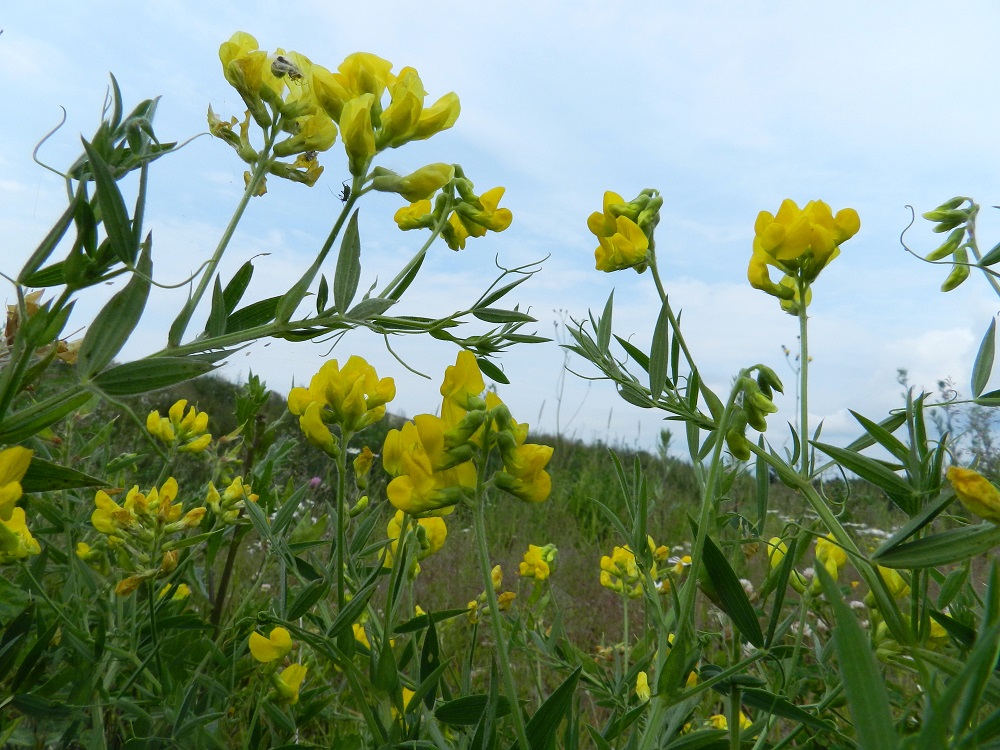 Lathyrus pratensis - niittynätkelmää ei sekoita suvun muihin suomalaisiin lajeihin, koska se on niistä ainoa keltakukintoinen. Kukintojen perä on noin 5-10 cm pitkä. EH, Hämeenlinna, Majalahti, Louhoksentien varren maanläjitysalue, kaakkoispää, vanhan täyttöalueen tasattu, niityksi muuttunut lakialueen laita, 8.7.2012. Copyright Hannu Kämäräinen.