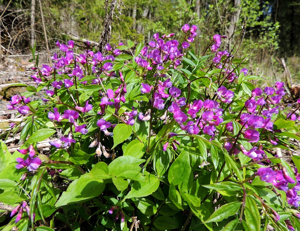 Lathyrus vernus - kevätlinnunherneen juurakko on pystyhkö, mutkittelevan nivelikäs ja pitkiä, ohuita sivujuuria kasvattava. Iän myötä sopivan aurinkoisilla paikoilla kasvustot voivat kehittyä jopa monikymmenvartisiksi. Parhaan kukinnan aikana tällainen näkymä on kesään heräilevässä metsänreunassa sykähdyttävä. EH, Hämeenlinna, Ruununmyllyn ja Luhtialan raja-alue, Aulangontorppa, Aulangonjärven itäpää, jyrkähkösti nousevan Käärmekallion alueen kaakkoispää, metsän ja luonnonsuojelualueen etelälaita, 18.5.2014. Copyright Hannu Kämäräinen.
