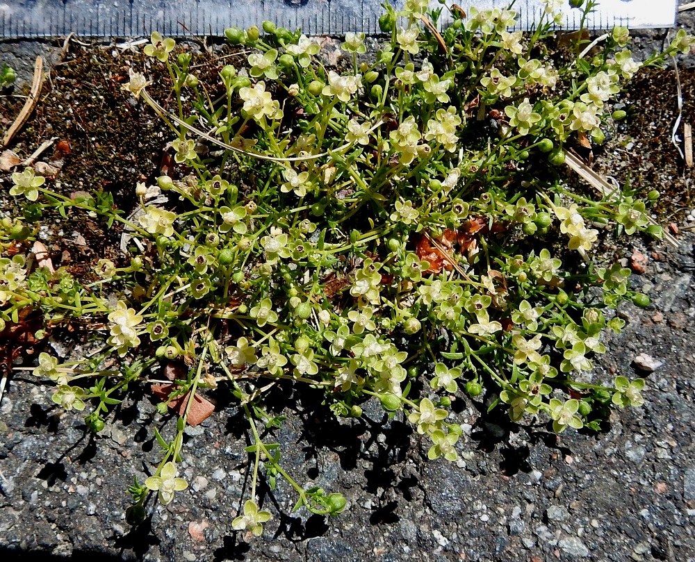 Sagina procumbens - rentohaarikon kukinta-aika on pitkä. Ellei aurinko onnistu kulottamaan kasvia ennen aikojaan, se kukkii yhtäjaksoisesti koko kesän syksyyn saakka. Yksilöissä on yhtä aikaa runsaasti nuppuja, avoimia kukkia, kehittyviä kotia ja helpoimmin huomattavia avautuneita kotia. EH, Hämeenlinna, Loimalahti, Hirsimäki, Näsiäntien varsi, päällysterako, 19.6.2020. Copyright Hannu Kämäräinen.
