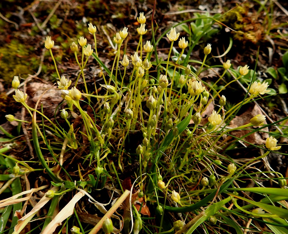 Sagina saginoides - tunturihaarikon varret ovat hedelmävaiheessa pystyt ja useimmiten noin 3-8 cm pitkät. Kukkaperä pitenee noin 20-30 mm pitkäksi. EnL, Enontekiö, Kilpisjärvi, Saanan kaakkoispää, lounainen alarinne luonnonsuojelualueen alalaidassa (rajaa ei merkitty maastoon), jyrkästi nouseva paljakkarinne yhtenäisen tunturikoivikon yläpuolella, n. 680 m mpy, 19.7.2023. Copyright Hannu Kämäräinen.
