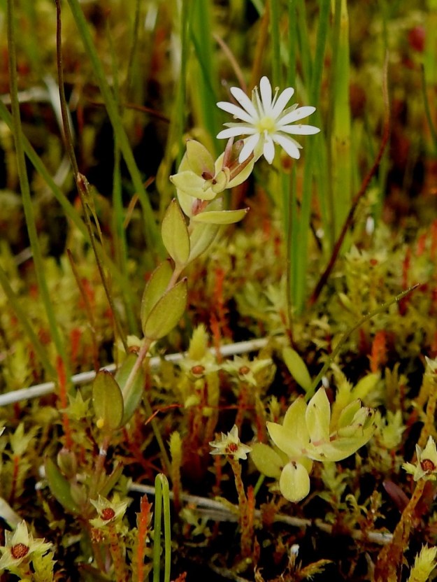 Stellaria crassifolia - lettotähtimön varret voivat nousta sammalikosta yksittäinkin. Lehdet ovat varrella ja haaroissa vastakkain, ja kuten tästä ja edellisestä kuvasta on nähtävissä, niiden tiheys saattaa vaihdella suurestikin. Kuvan yksilön lehtien väri, muoto ja tiheys muistuttavat suuresti jäämerentähtimöä, S. humifusa, joka tavattiin ilmeisesti vesilintujen tuomana Suomestakin, Perämeren Hailuodosta, 1947. 7.7.2025. Copyright Hannu Kämäräinen.