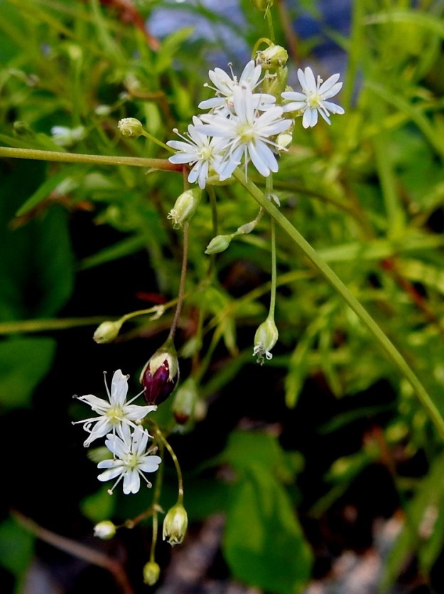 Stellaria longifolia - metsätähtimön normaali kukinta-aika on kesä- ja heinäkuussa. Pienten kukkien heteet ovat kutakuinkin terälehtien mittaiset. Kukkaperät pitenevät hedelmävaiheessa ja kääntyvät usein alaspäin. 3.7.2019. Copyright Hannu Kämäräinen.