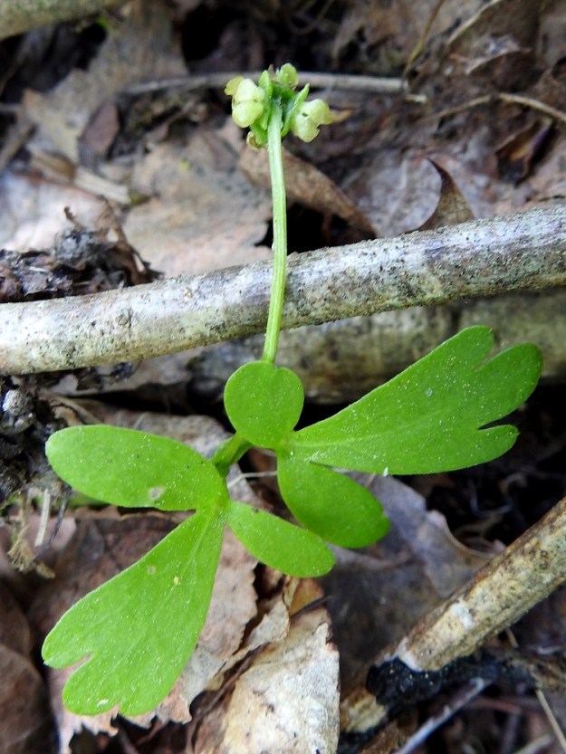 Adoxa moschatellina - (lehto)tesmayrtin särmikkäässä ja kaljussa varressa on yksi vastakkainen lehtipari. Varsilehtien ruoti on yleensä noin 1-2 cm pitkä. Lapa on useimmiten kolmilehdykkäinen tai kolmiosainen ja noin 1,5-4 cm pitkä ja leveä. 1.6.2025. Copyright Hannu Kämäräinen.