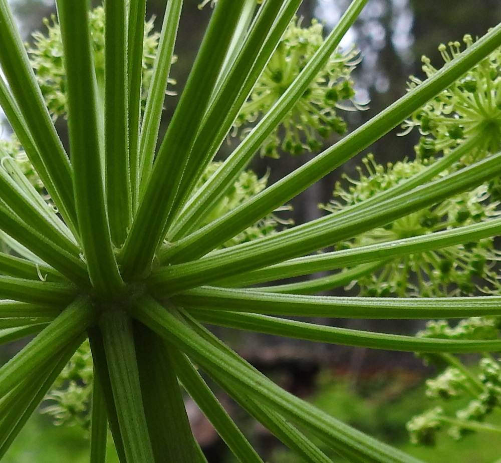 Angelica archangelica subsp. archangelica - pohjanväinönputken pikkusarjojen perä on särmikäs, tiheästi hyvin lyhyen nystykarvainen (kuten kuvassa) tai lähes kaljuhko. Toisella alalajilla, meriväinönputkella, subsp. littoralis, sarjaperät ovat kaljut. 20.7.2023. Copyright Hannu Kämäräinen.