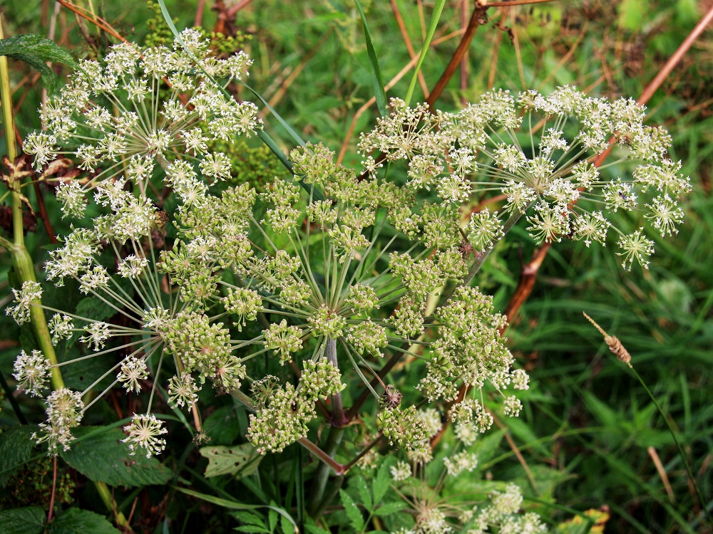 Angelica sylvestris - (niitty)karhunputken kukinto on varren ja haarojen kärjessä oleva, laaja ja kupumainen tai puolipallomainen kerrannaissarja, joka on kehitysvaiheestakin riippuen läpimitaltaan useimmiten noin 7-17 cm. EH, Janakkala, Virala, Myllynkylä, Koivikon tila, peltoalueella olevan ladon vierus, 31.7.2010. Copyright Hannu Kämäräinen.